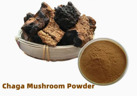 天然 10%~50% ポリサカリド チャガ抽出物 粉末抽出物 CAS 84650-60-9