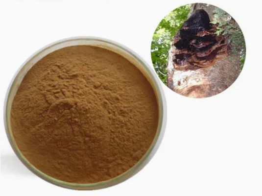 天然 10%~50% ポリサカリド チャガ抽出物 粉末抽出物 CAS 84650-60-9