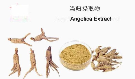 中国医学 抽出物 原材料 アンジェリカ 抽出物 CAS NO 84775-41-7 健康