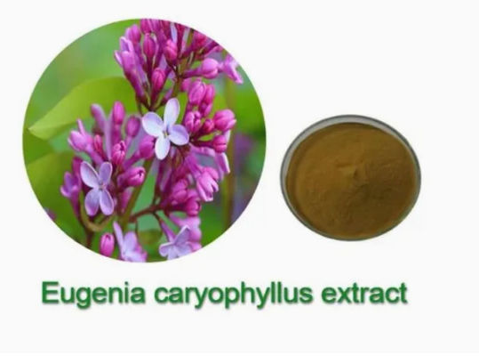 Eugenia Caryophyllus Extract CAS NO 84961-50-2 栄養保健製品