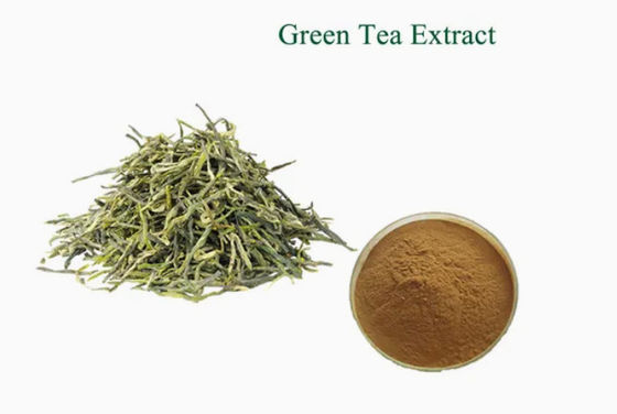 植物 天然食品 緑茶抽出物 CAS No 989-51-5 カメリア・シネンシス o.ktze