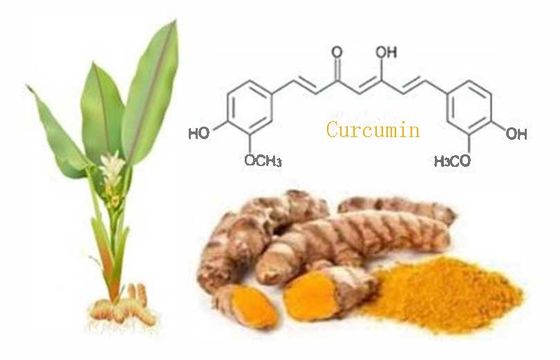 オーガニック 認証済み 天然 カルキュミン 粉 CAS NO 458-37-7 植物 カルキュミンの根抽出物