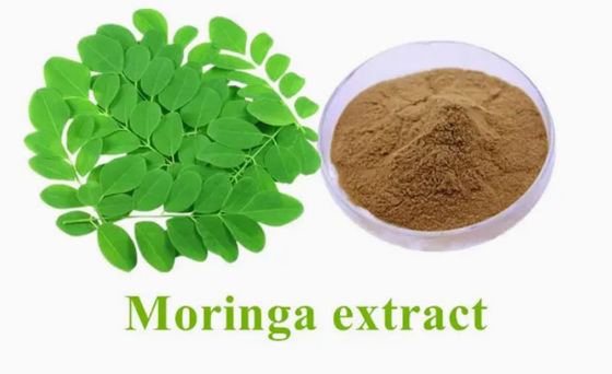 天然植物モリンガ抽出物 10/1 CAS NO 93165-54-9 モリンガオリーフェラ粉